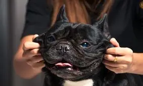 سرمایه داری سگی/ چگونه محبوبیت بولداگ، بیرحمی صنعت حیوانات خانگی را آشکار می کند؟

