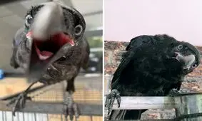 والتر، کلاغ سیاهی که به زندگی بازگشت