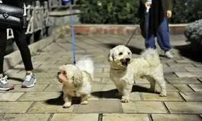 برگزاری کلاس‌های اجتماعی سازی سگ‌ها در پارک‌های تهران/ ویدئو