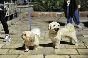 برگزاری کلاسهای اجتماعی سازی سگها در پارکهای تهران/ ویدئو