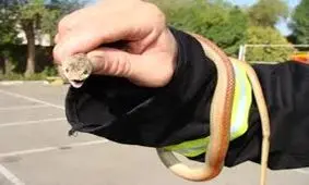 یک مار از شدت گرما به شیر آب مسجدی در دزفول پناه آورد/ ویدئو