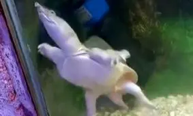 لاک‌پشت عجیب در باغ وحش مشهد/ ویدئو