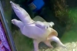 لاک‌پشت عجیب در باغ وحش مشهد/ ویدئو