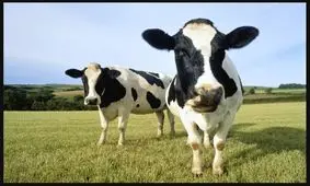 با این ۱۰ حیوان باهوش روی زمین آشنا شوید