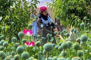 احتمال کاهش ورود مخدرهای سنتی به ایران با اتمام مخدرهای انبارهای افغانستان