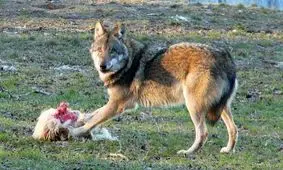 حمله خونین 3 سگ گرگ به 12 نفر در سیستان و بلوچستان