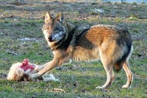 حمله خونین 3 سگ گرگ به 12 نفر در سیستان و بلوچستان