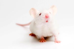 افزایش طول عمر موش های پیر پس از دریافت خون موش های جوان