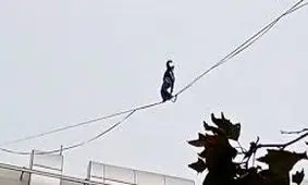 حرکت خطرناک دختر جوان روی سیم‌های بین ساختمان/ ویدئو