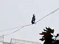 حرکت خطرناک دختر جوان روی سیم‌های بین ساختمان/ ویدئو