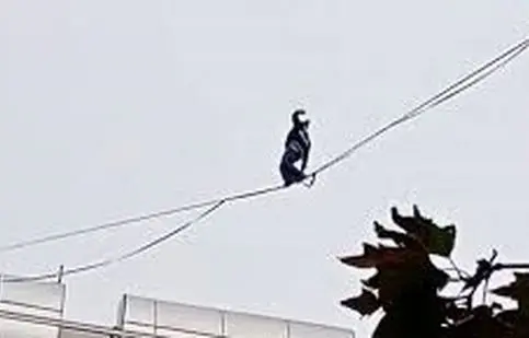 حرکت خطرناک دختر جوان روی سیم‌های بین ساختمان/ ویدئو