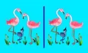 تست بینایی/ آیا می‌توانید ۳ تفاوت تصویر فلامینگوها را پیدا کنید؟