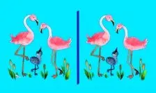 تست بینایی/ آیا می‌توانید ۳ تفاوت تصویر فلامینگوها را پیدا کنید؟