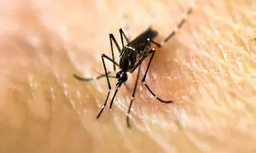 چرا پشه‌ ها برخی افراد را بیشتر از دیگران نیش می‌زنند؟