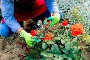 کاشت و پرورش گل رز در باغچه به روش هلندی ها
