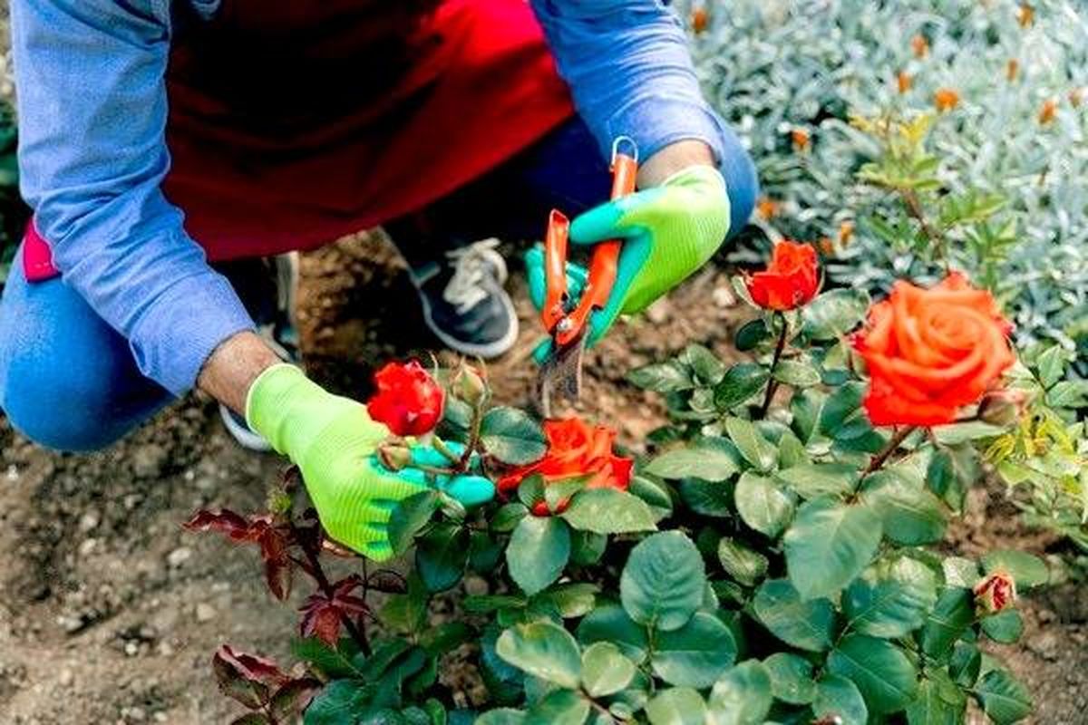 کاشت و پرورش گل رز در باغچه به روش هلندی ها