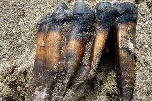 زنی در حال قدم زدن در ساحل کالیفرنیا دندان یک ماستودون باستانی را پیدا کرد

