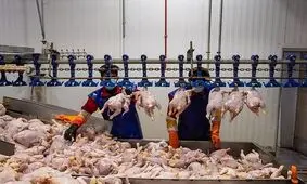 افزایش عجیب قیمت مرغ و گوشت از کشتارگاه تا بازار
