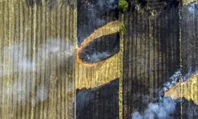 مرگ تدریجی مزارع برنج