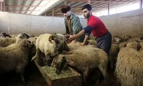 قیمت جدید دام زنده / هر کیلو گوسفند زنده در بازار تهران چند؟