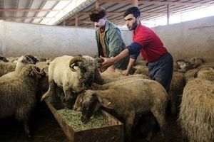 قیمت جدید دام زنده / هر کیلو گوسفند زنده در بازار تهران چند؟