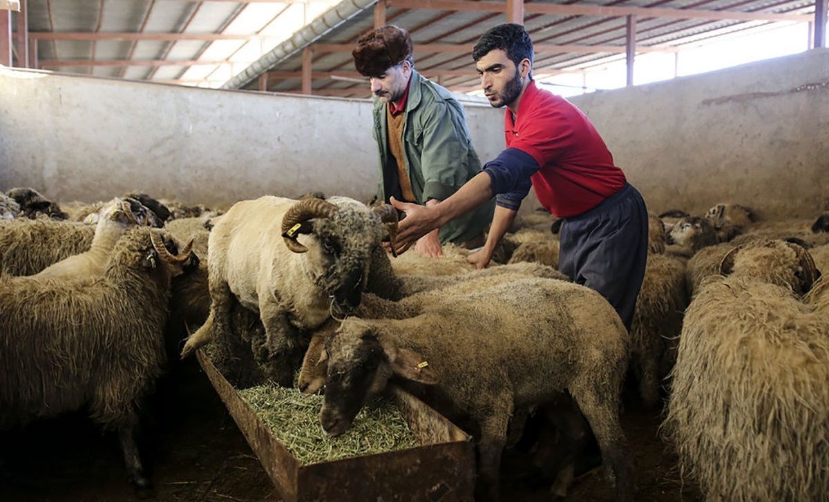 قیمت جدید دام زنده / هر کیلو گوسفند زنده در بازار تهران چند؟