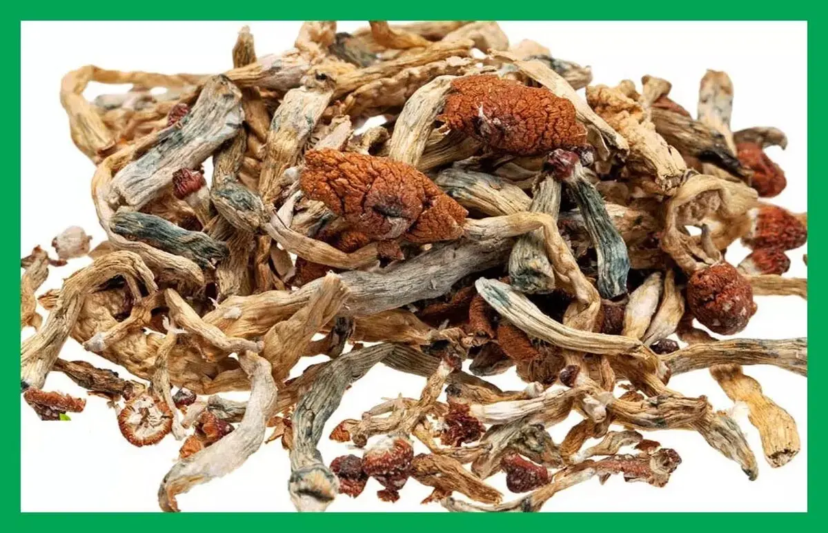 مخدر مجیک ماشروم (سیلوسایبین) چیست؟/ عوارض، علائم، اعتیاد و درمان آن