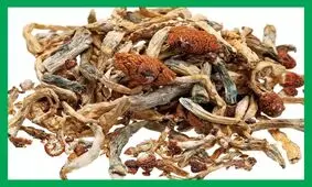 مخدر مجیک ماشروم (سیلوسایبین) چیست؟/ عوارض، علائم، اعتیاد و درمان آن