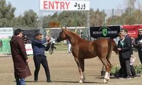 هیات سوارکاری خوزستان به عنوان فعال‌ترین هیات استان شناخته شد