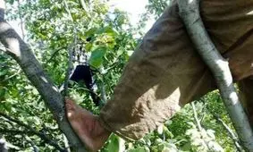 سقوط پیرمرد بهاری از درخت گردو