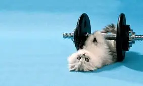 حرکات ورزشی یک گربه در باشگاه بدن‌سازی/ ویدئو