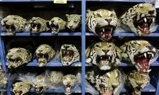 جنایت لاکچری‌بازها؛هر ماه ۹ ببر قاچاق می‌شود 