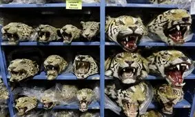 جنایت لاکچری‌بازها؛هر ماه ۹ ببر قاچاق می‌شود 