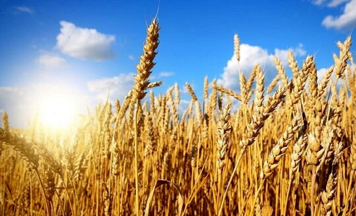 مجوز واردات گندم برای بخش خصوصی صادر شد