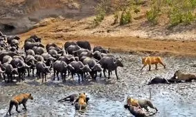 دوئل مهیج و دراماتیک ۳۰۰ بوفالوی تشنه با ۵ شیر گرسنه/ ویدئو