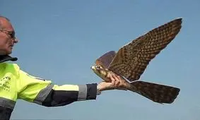 پهپاد پرنده به کمک فرودگاه ها می آید/ ویدئو