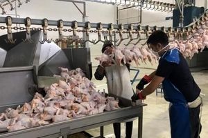 کاهش 17درصدی تولید گوشت پرندگان