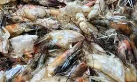 ضایعات میگو تبدیل به ماده ای باورنکردنی شد