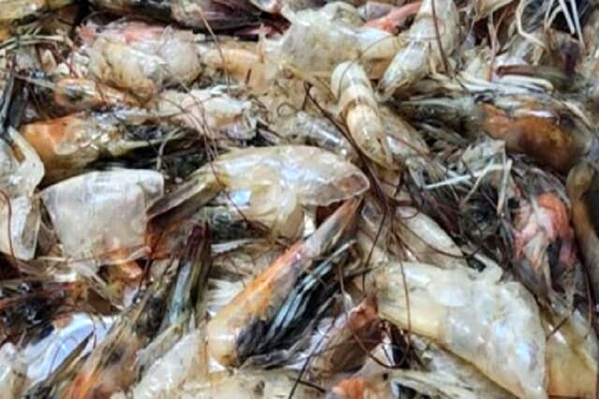 ضایعات میگو تبدیل به ماده ای باورنکردنی شد