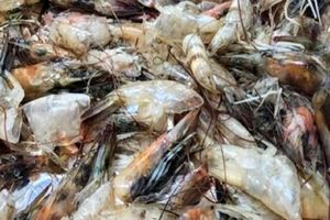ضایعات میگو تبدیل به ماده ای باورنکردنی شد
