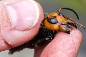زنبورهای قاتل ۶ مسافر اتوبوسی را کشتند