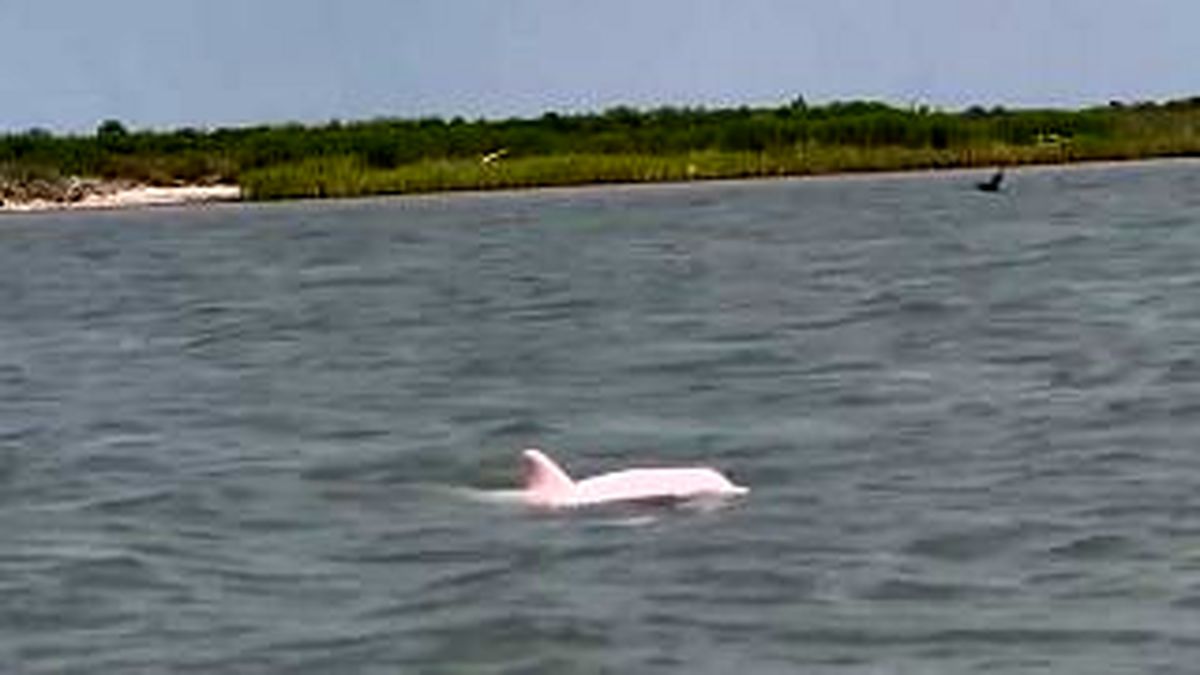 دلفین های صورتی نادر در رودخانه ای در آمریکا مشاهده شدند