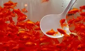 «ماهی قرمز کوچولو» خطر جدی برای محیط زیست