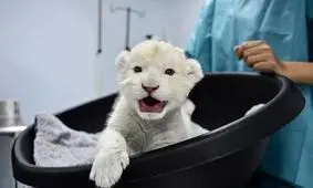 شکست انقراض/ دو توله شیر سفید متولد شدند