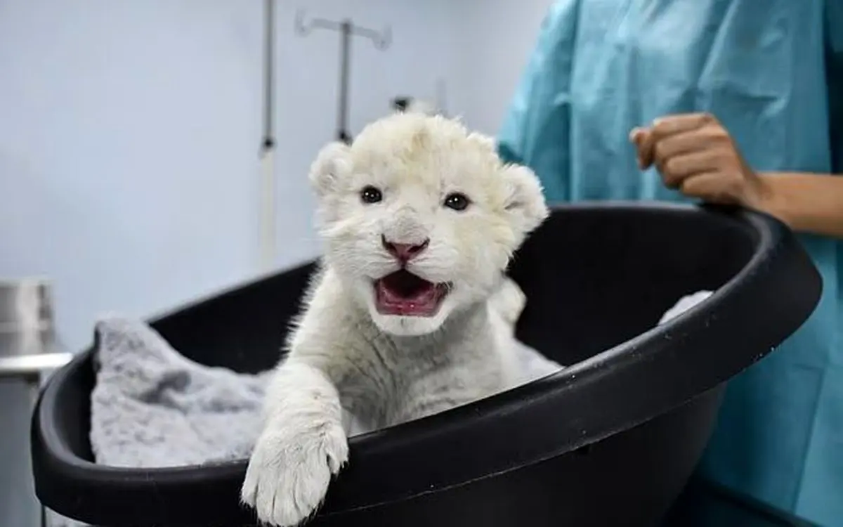 شکست انقراض/ دو توله شیر سفید متولد شدند