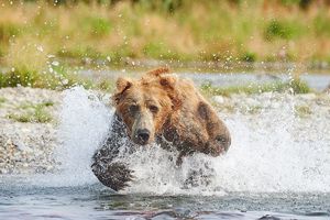 خرس قهوه‌ای یک گوزن غول پیکر را در آب کشت/ ویدئو