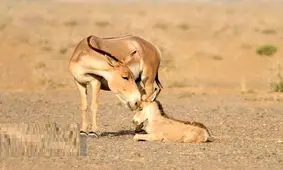 تولد ۲ گورخر ایرانی خارج از فصل زایمان