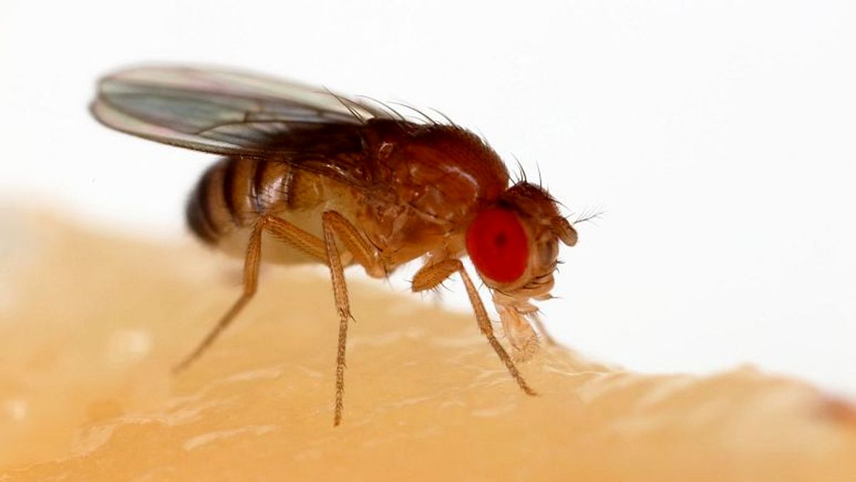نتایج یک تحقیق: مگس‌ها مگس‌های مرده را ببینند زودتر می‌میرند