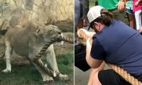 زورآزمایی سه کشتی گیر با یک شیر جوان!/ ویدئو