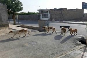 امسال بیش از یکهزار و ۸۰۰ حیوان گزیدگی در خوزستان به وقوع پیوسته است